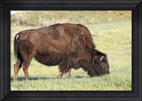 Framed Bison of the Badlands 1 Print