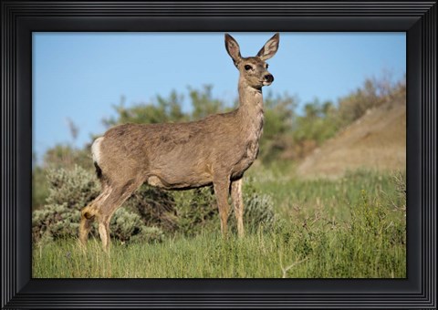 Framed Mule Deer of the Badlands 1 Print