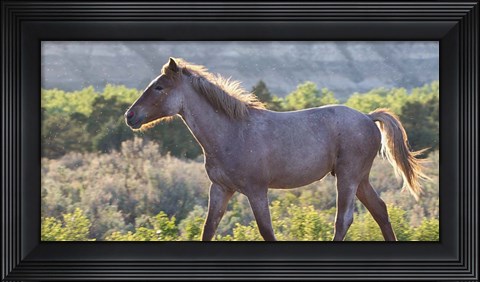 Framed Mustangs of the Badlands 4 Print