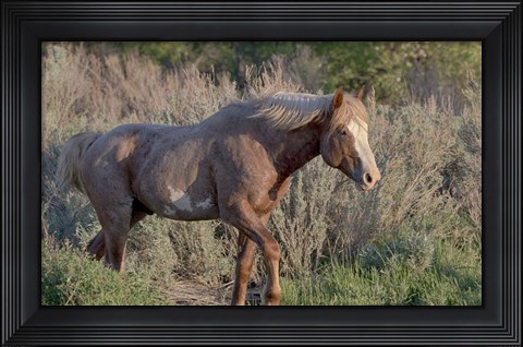 Framed Mustangs of the Badlands 7 Print