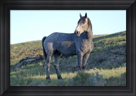 Framed Mustangs of the Badlands 8 Print
