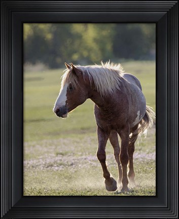 Framed Mustangs of the Badlands 14 Print