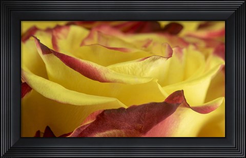 Framed Yellow and Red Rose 1 Print