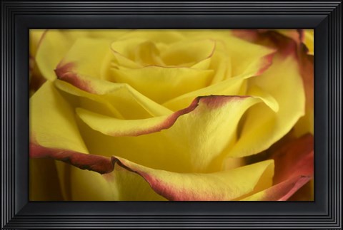 Framed Yellow and Red Rose 2 Print