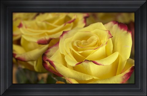 Framed Yellow and Red Rose 3 Print