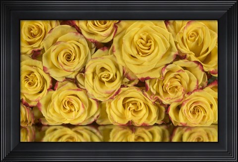Framed Yellow and Red Rose 6 Print