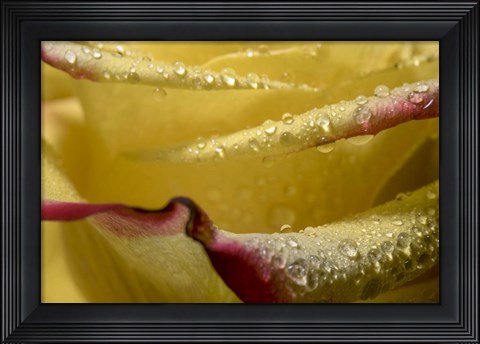 Framed Yellow and Red Rose 11 Print