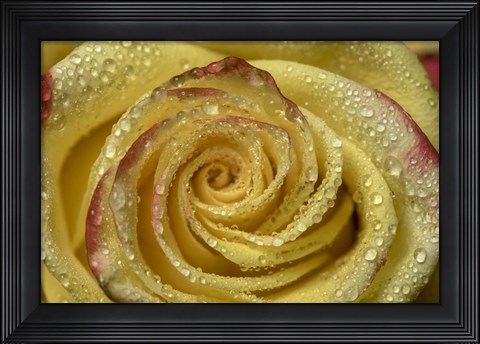 Framed Yellow and Red Rose 12 Print