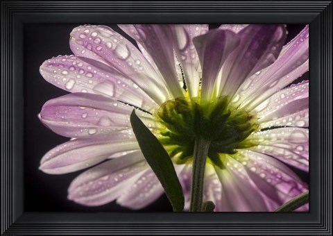 Framed Beneath the Daisies 5 Print