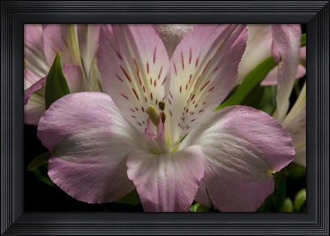 Framed Pink Alstroemerias 1 Print