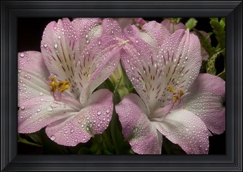 Framed Pink Alstroemerias 4 Print