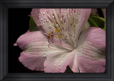 Framed Pink Alstroemerias 5 Print