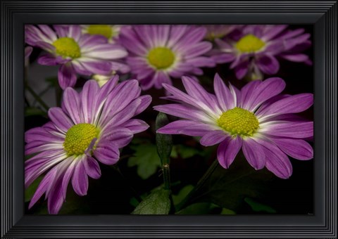 Framed Pink Daisies 1 Print