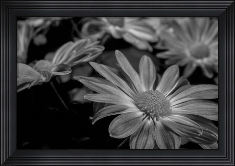 Framed Pink Daisies B&amp;W 1 Print
