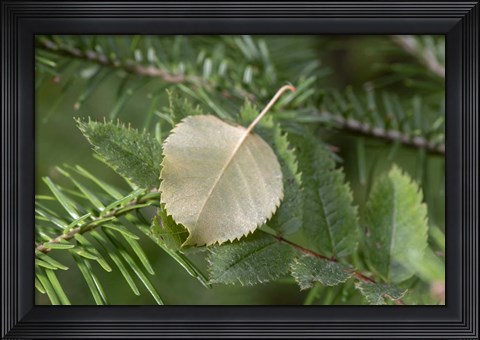 Framed Lake Superior, North Shore 5 Print