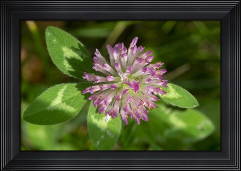 Framed Lake Superior, North Shore 6 Print