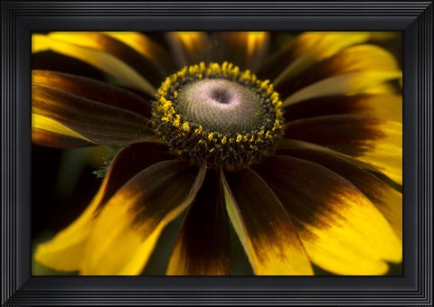 Framed Flower 5 Print