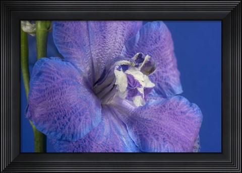 Framed Flower 7 Print