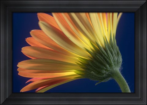 Framed Flower 13 Print