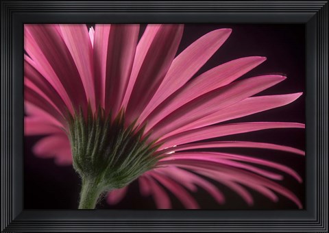 Framed Flower 18 Print