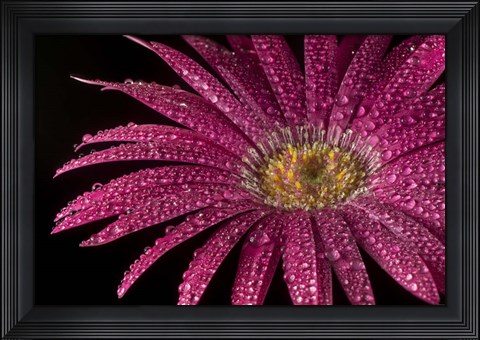 Framed Flower 20 Print