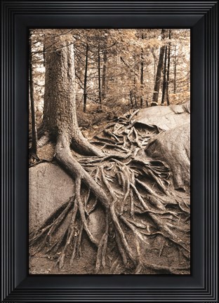 Framed Strong Roots Print