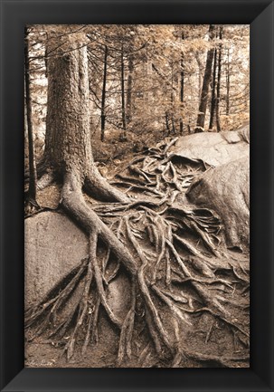 Framed Strong Roots Print